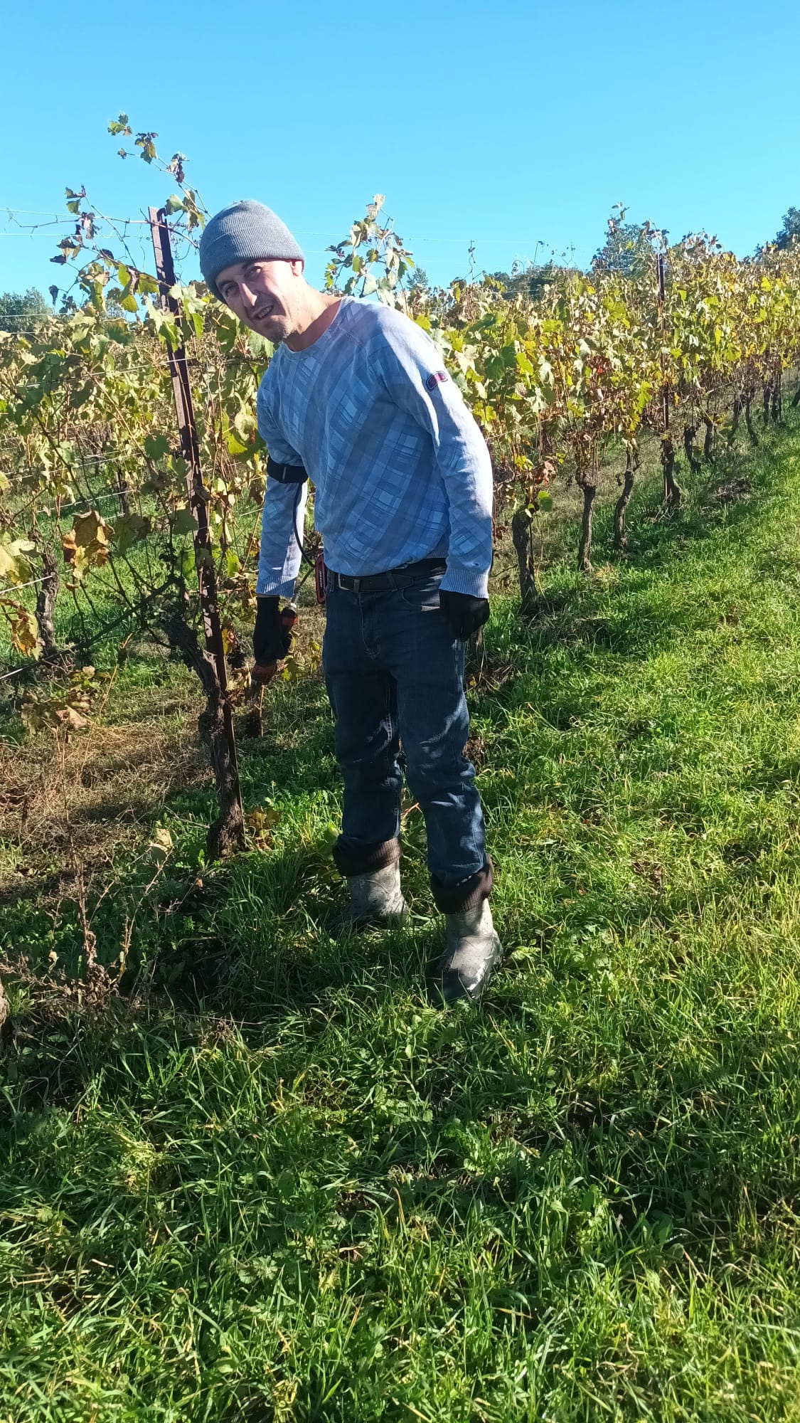 Operatore durante la potatura di una vite in vigneto